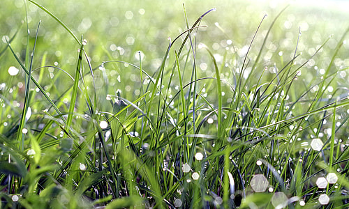 close-up of green grass thumbnail