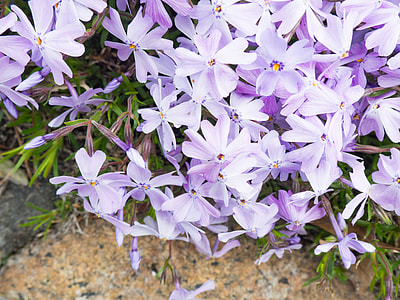 purple phlox flowers in bloom at daytime thumbnail
