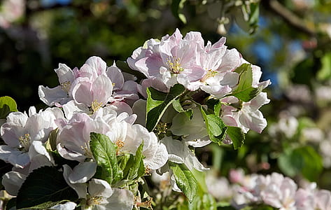 white flower lot thumbnail