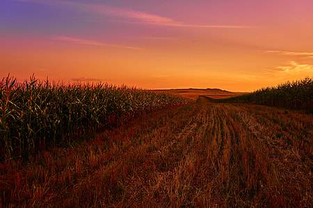 Landscape of cornfields during sunset in India thumbnail