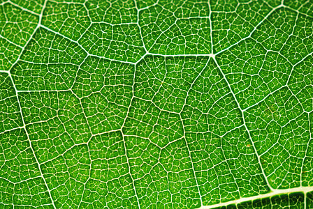 macro shot of green leaf thumbnail