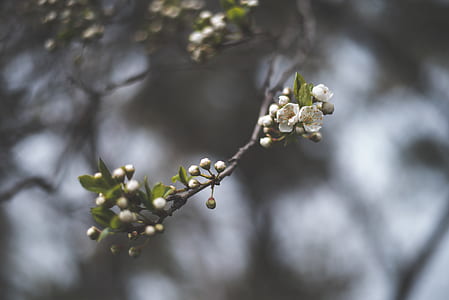 white flowers during daytime thumbnail