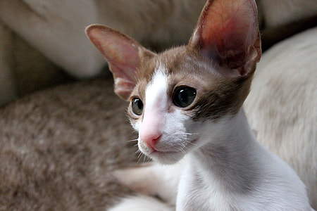 white and brown cat beside chair inside room thumbnail