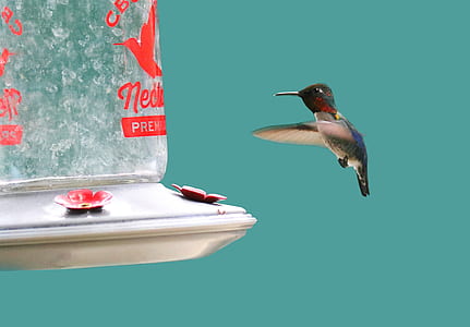 flying gray hummingbird thumbnail