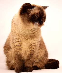 siamese cat thumbnail