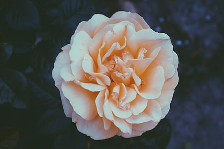selective focus photography of beige-color peony flower thumbnail