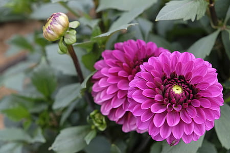 focus photo of pink petaled flowers thumbnail