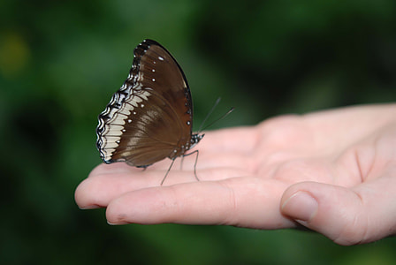 brown and white butterfly on human's hand thumbnail