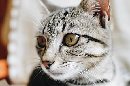 Close-Up Photography of Tabby Cat thumbnail