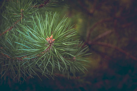 Green Pine Needles at Daytime thumbnail