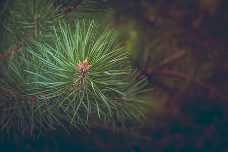 macroshot photography green leaf plant thumbnail