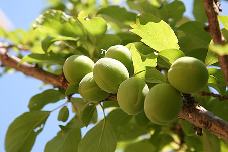 close-up photo of round green fruits thumbnail