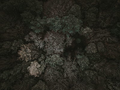 aerial photography of trees thumbnail