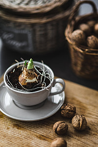 Little seedling in a cut with walnuts and golden pins thumbnail