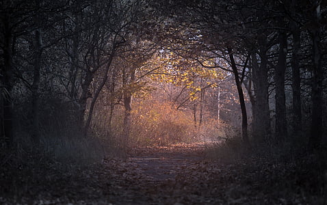 dirt road between trees thumbnail