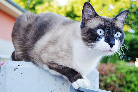Siamese cat on white concrete wall thumbnail