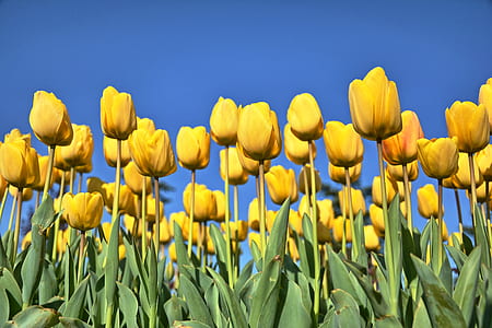 nature, field, flowers, garden thumbnail