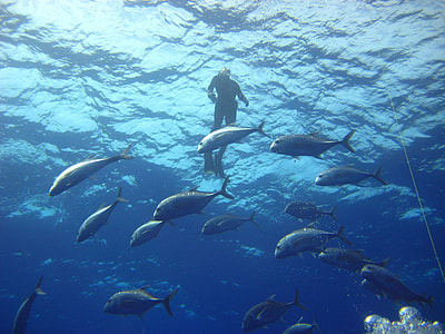 man swimming under water near school of fish thumbnail