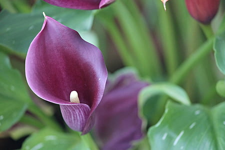 purple calla lily flower in selective focus photography thumbnail