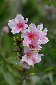 pink flowering plant thumbnail