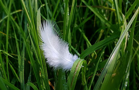 white feather on green grass thumbnail