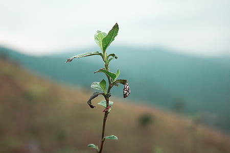nature, dry, plant, blur thumbnail
