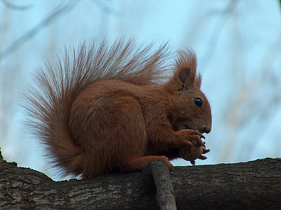 brown squirrel on brown branch thumbnail