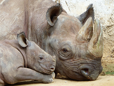 gray rhino under sunny sky thumbnail