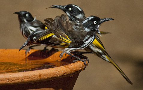 four brown-black-and-yellow birds thumbnail