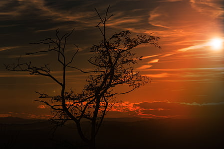 silhouette of tree with sun view thumbnail