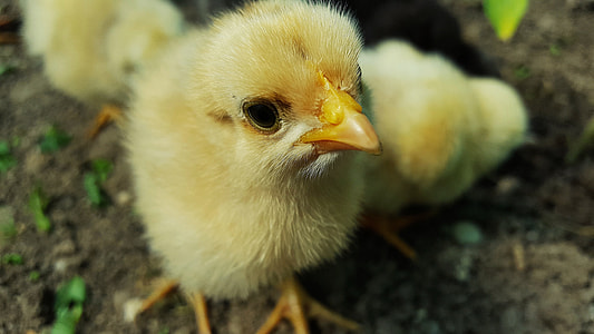 close-up photo of yellow chicken chick thumbnail