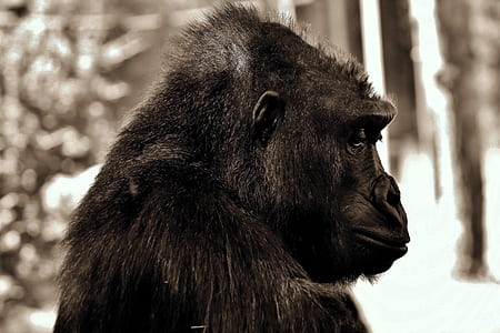 closeup photography of black gorilla thumbnail