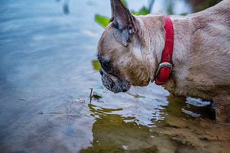 adult brown French bulldog leaning on water thumbnail