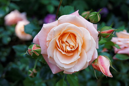 closeup photo of pink petaled flower thumbnail