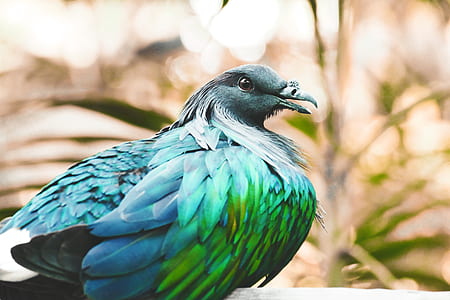green, blue, and black bird thumbnail