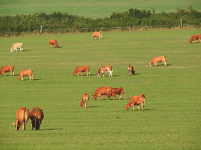 herd of cow on green field at daytime thumbnail