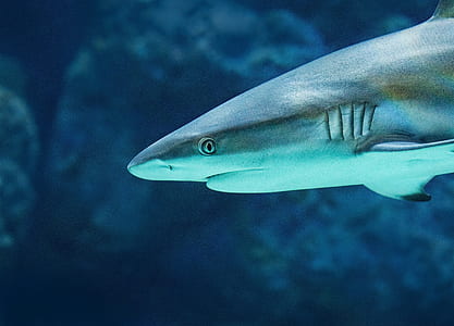 grey shark thumbnail