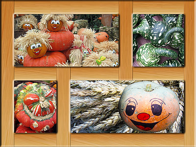 multicolored pumpkin photos thumbnail