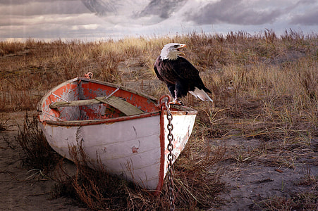 eagle standing on white boat with chains under gray sky thumbnail