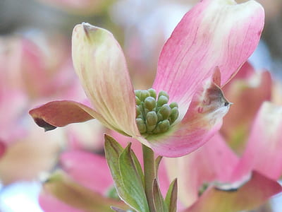 pink flower tilt-shift lens photography thumbnail