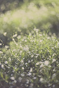 Green Grass Lawn thumbnail
