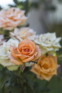 orange rose flowers thumbnail