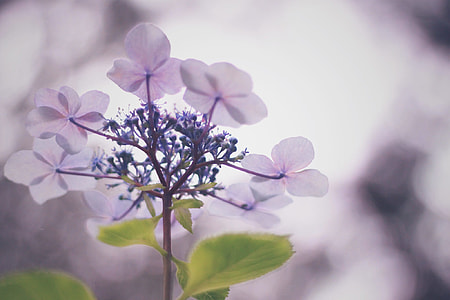 pink 5-petaled flowers on selective focus photography thumbnail