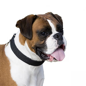 adult tan and white Boxer dog with black collar thumbnail