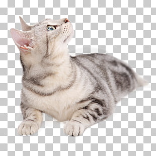 765 American Shorthair Cat Png Cliparts For Free Download Uihere