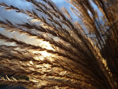 back light, autumn, nature, mood, atmosphere, rays thumbnail