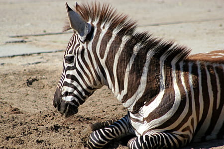 zebra lying on ground thumbnail