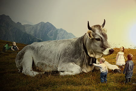 children playing near white cattle on brass during daytime thumbnail