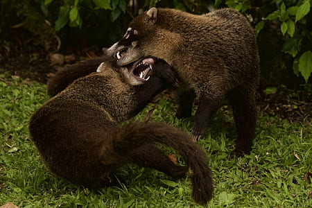 two brown wombats on green grass thumbnail