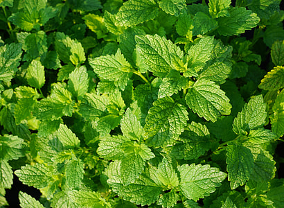green leafed plant thumbnail